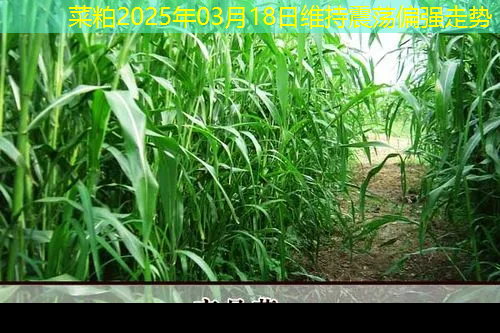 菜粕2025年03月18日维持震荡偏强走势