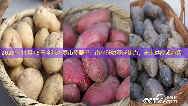 2025年11月15日全球小麦市场展望：南半球收获成焦点，未来供应或趋紧