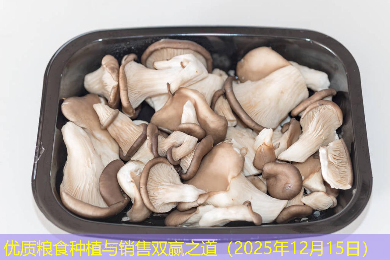 优质粮食种植与销售双赢之道（2025年12月15日）