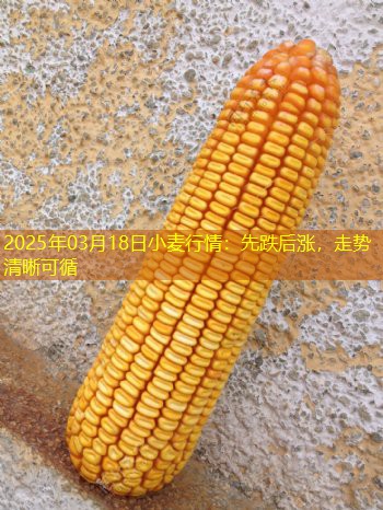 2025年03月18日小麦行情：先跌后涨，走势清晰可循