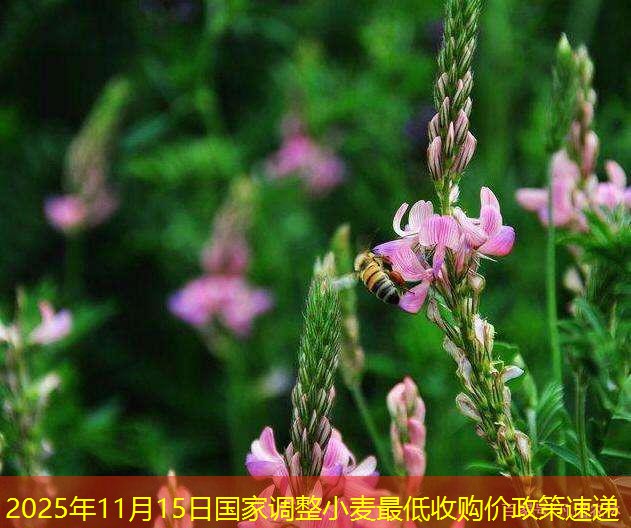 2025年11月15日国家调整小麦最低收购价政策速递