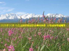 2025年11月15日油菜籽期货多空博弈持续 价格维持窄幅震荡