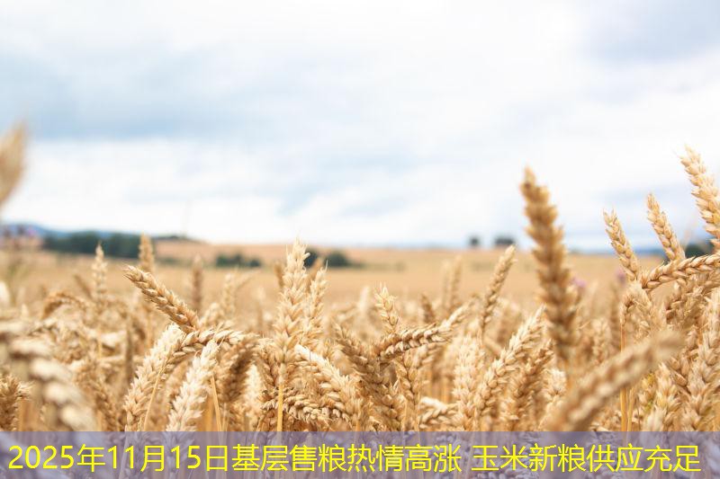 2025年11月15日基层售粮热情高涨 玉米新粮供应充足