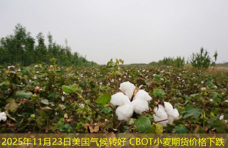 2025年11月23日美国气候转好 CBOT小麦期货价格下跌