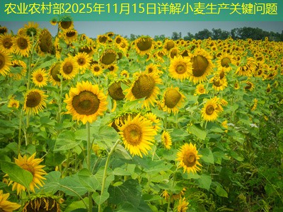 农业农村部2025年11月15日详解小麦生产关键问题
