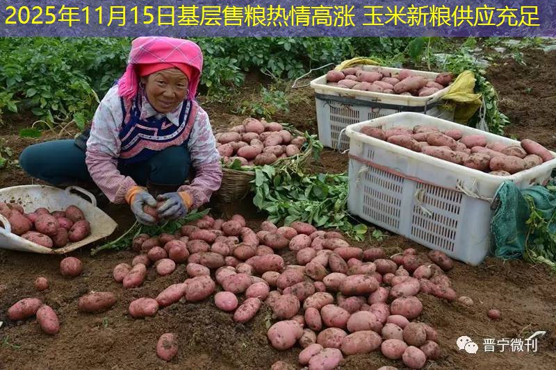 2025年11月15日基层售粮热情高涨 玉米新粮供应充足