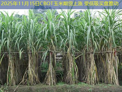 2025年11月15日CBOT玉米期货上涨 受低吸买盘推动