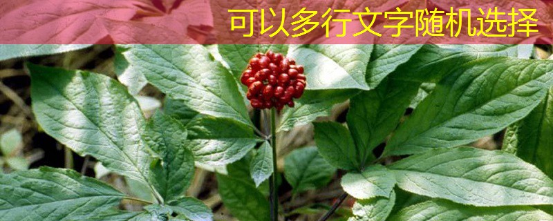 2025年11月23日莆田市专项储备粮轮换竞价采购交易会（2019年第四场）公告