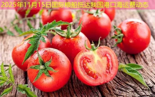 2025年11月15日国际粮船抵达我国港口海运费动态