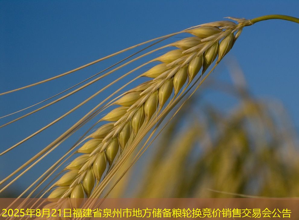 2025年8月21日福建省泉州市地方储备粮轮换竞价销售交易会公告