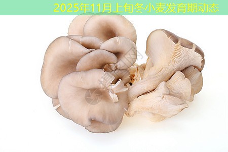 2025年11月上旬冬小麦发育期动态