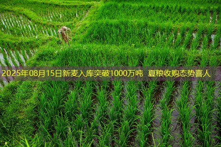 2025年08月15日新麦入库突破1000万吨 夏粮收购态势喜人