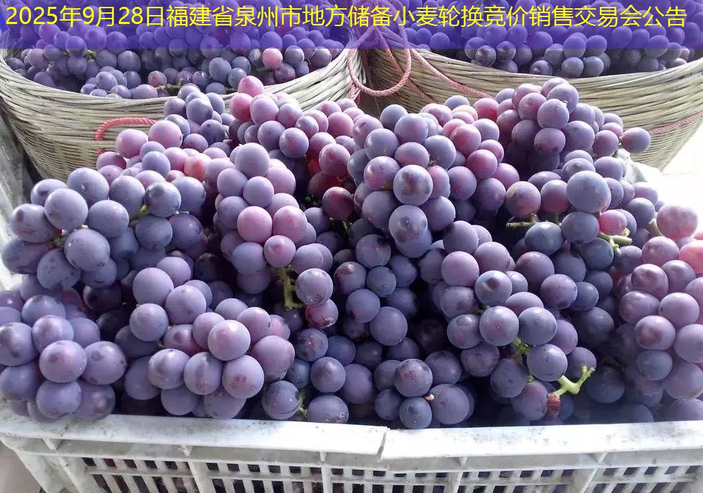 2025年9月28日福建省泉州市地方储备小麦轮换竞价销售交易会公告