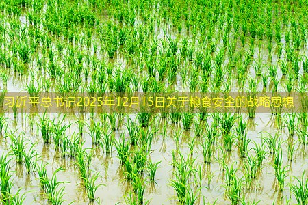 习近平总书记2025年12月15日关于粮食安全的战略思想