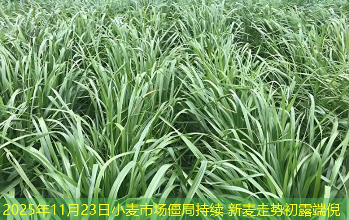 2025年11月23日小麦市场僵局持续 新麦走势初露端倪