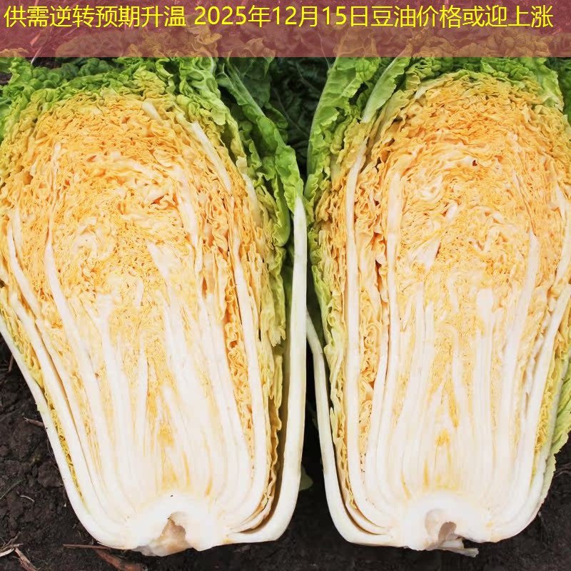 供需逆转预期升温 2025年12月15日豆油价格或迎上涨