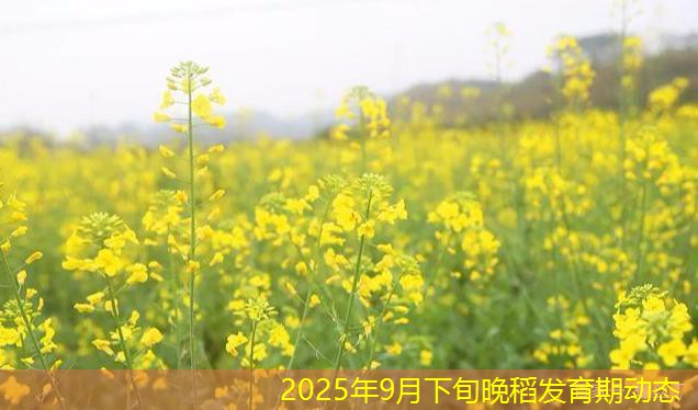 2025年9月下旬晚稻发育期动态
