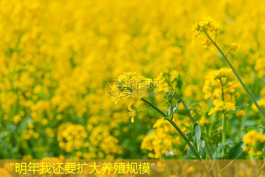 “明年我还要扩大养殖规模”