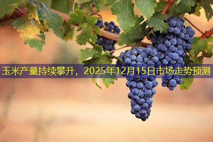 玉米产量持续攀升，2025年12月15日市场走势预测