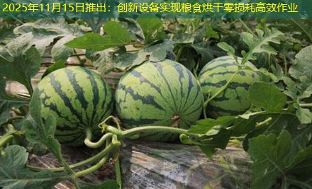 2025年11月15日推出：创新设备实现粮食烘干零损耗高效作业