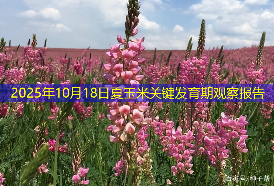 2025年10月18日夏玉米关键发育期观察报告