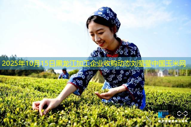 2025年10月15日黑龙江加工企业收购动态刘莹莹中国玉米网