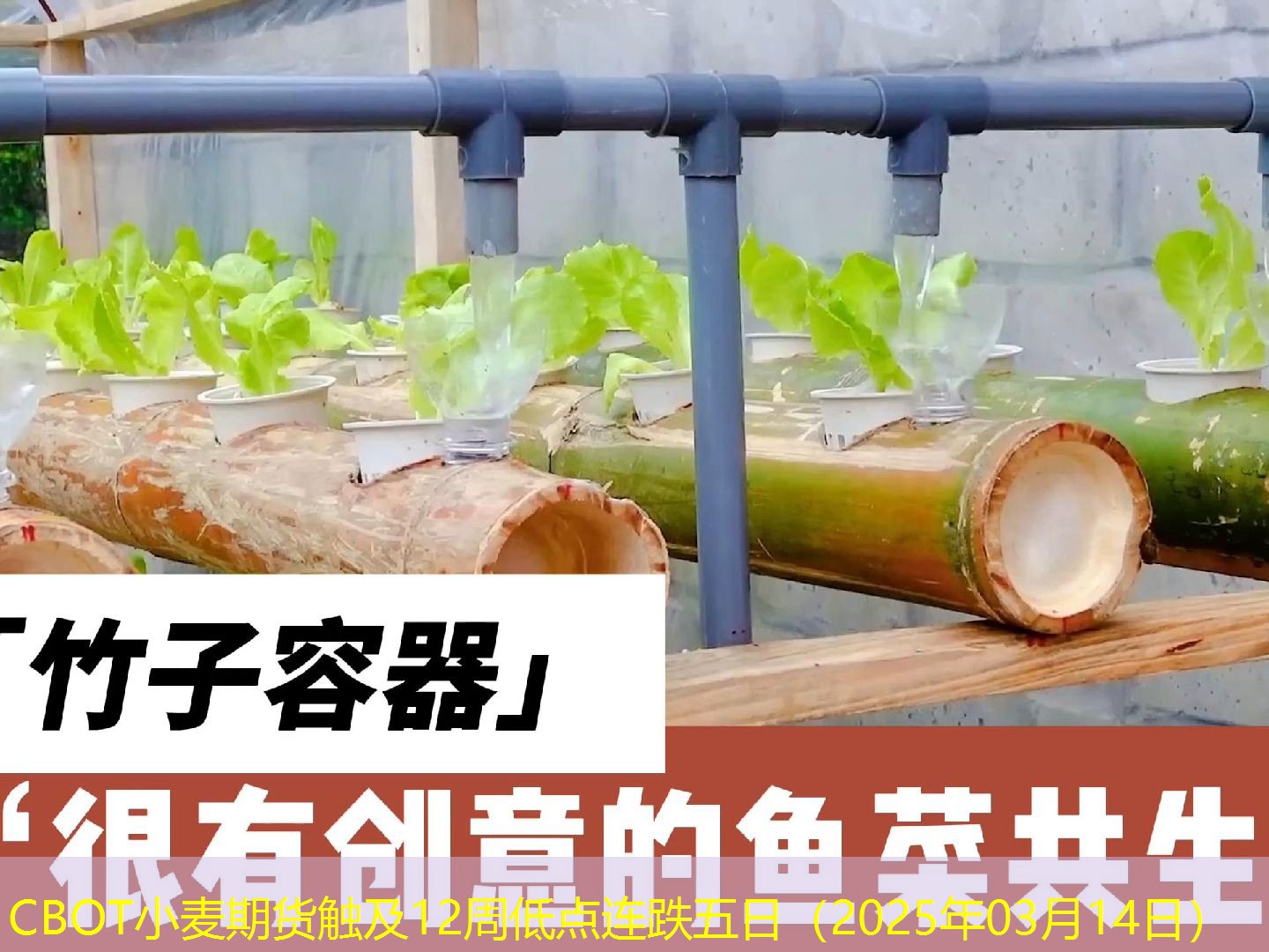 CBOT小麦期货触及12周低点连跌五日（2025年03月14日）