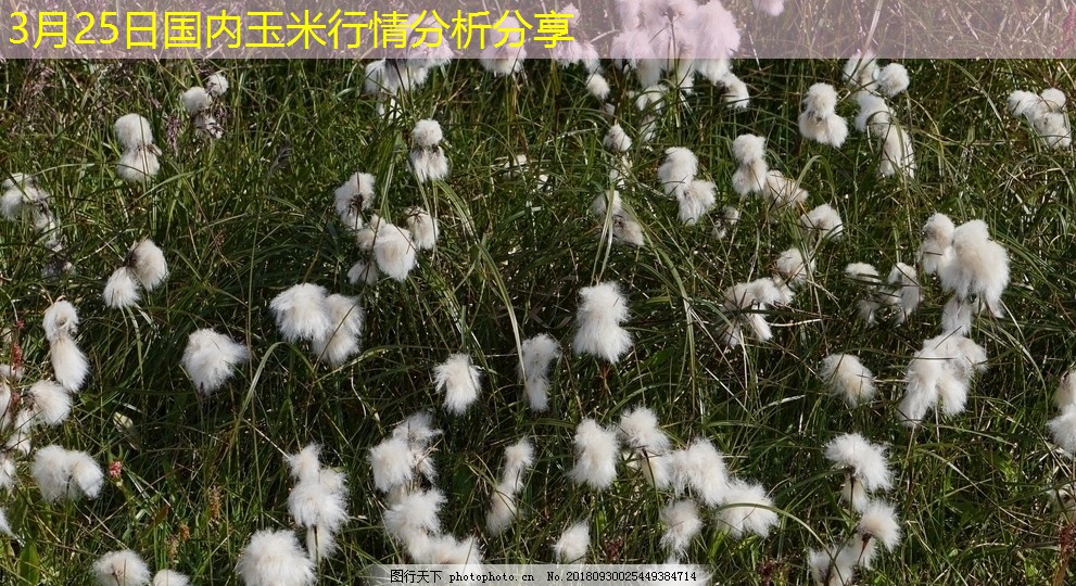 3月25日国内玉米行情分析分享