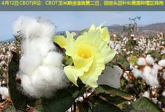 4月12日CBOT评论：CBOT玉米期货连涨第二日，因空头回补和美国种植区降雨