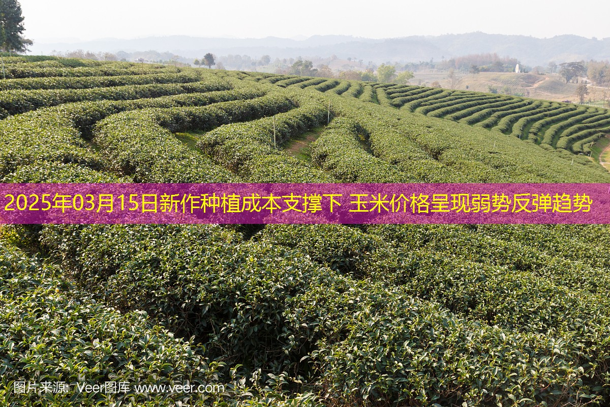 2025年03月15日新作种植成本支撑下 玉米价格呈现弱势反弹趋势