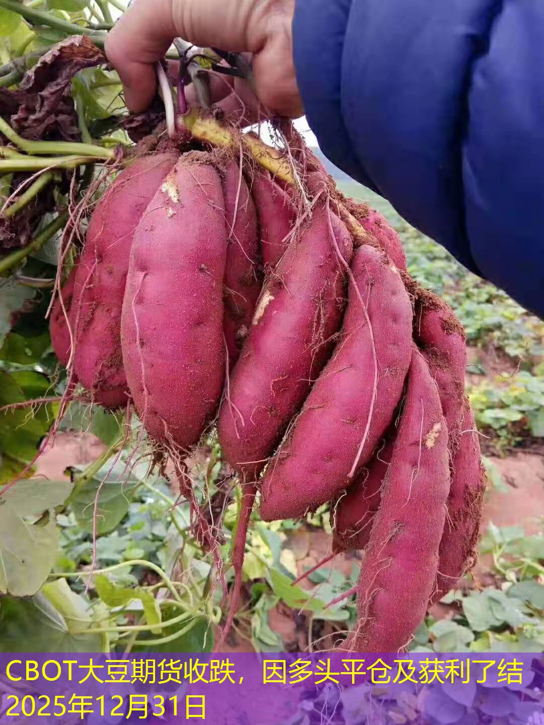 CBOT大豆期货收跌，因多头平仓及获利了结2025年12月31日