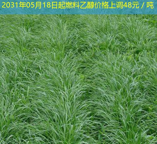 2031年05月18日起燃料乙醇价格上调48元／吨