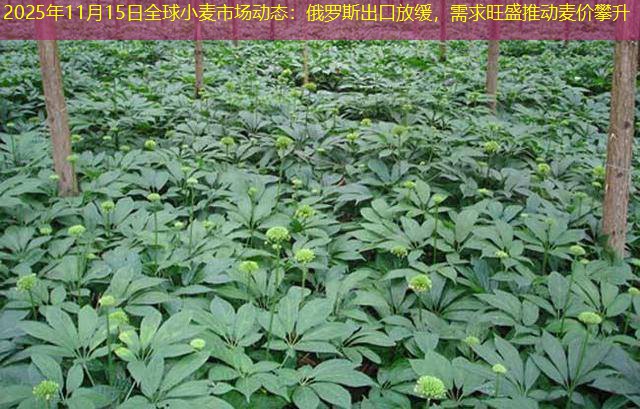 2025年11月15日全球小麦市场动态：俄罗斯出口放缓，需求旺盛推动麦价攀升