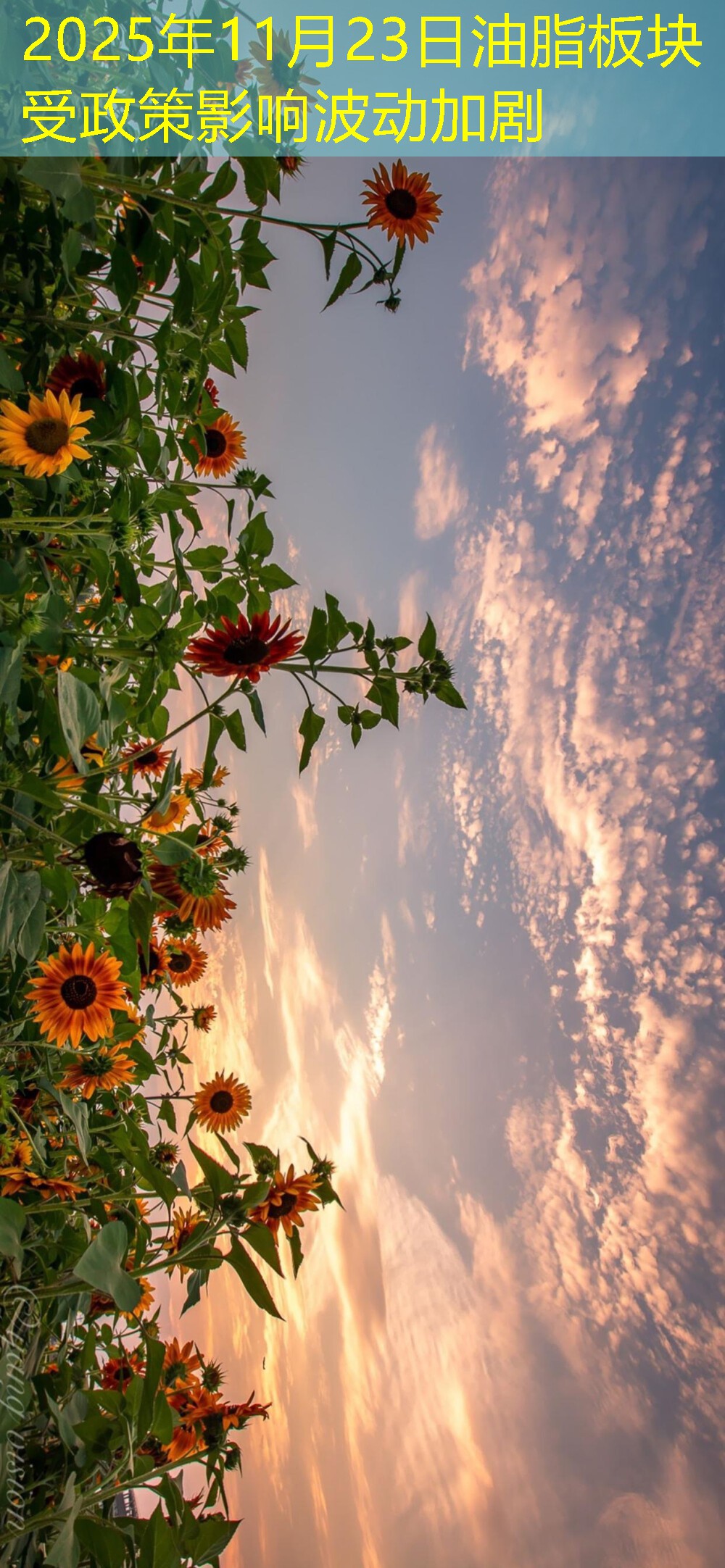 2025年11月23日油脂板块受政策影响波动加剧