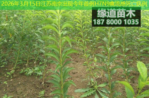 2026年3月15日江苏南京出现今年首例H7N9禽流感死亡病例