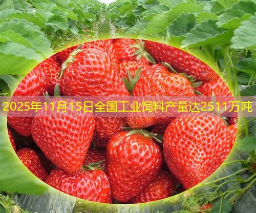 2025年11月15日全国工业饲料产量达2511万吨