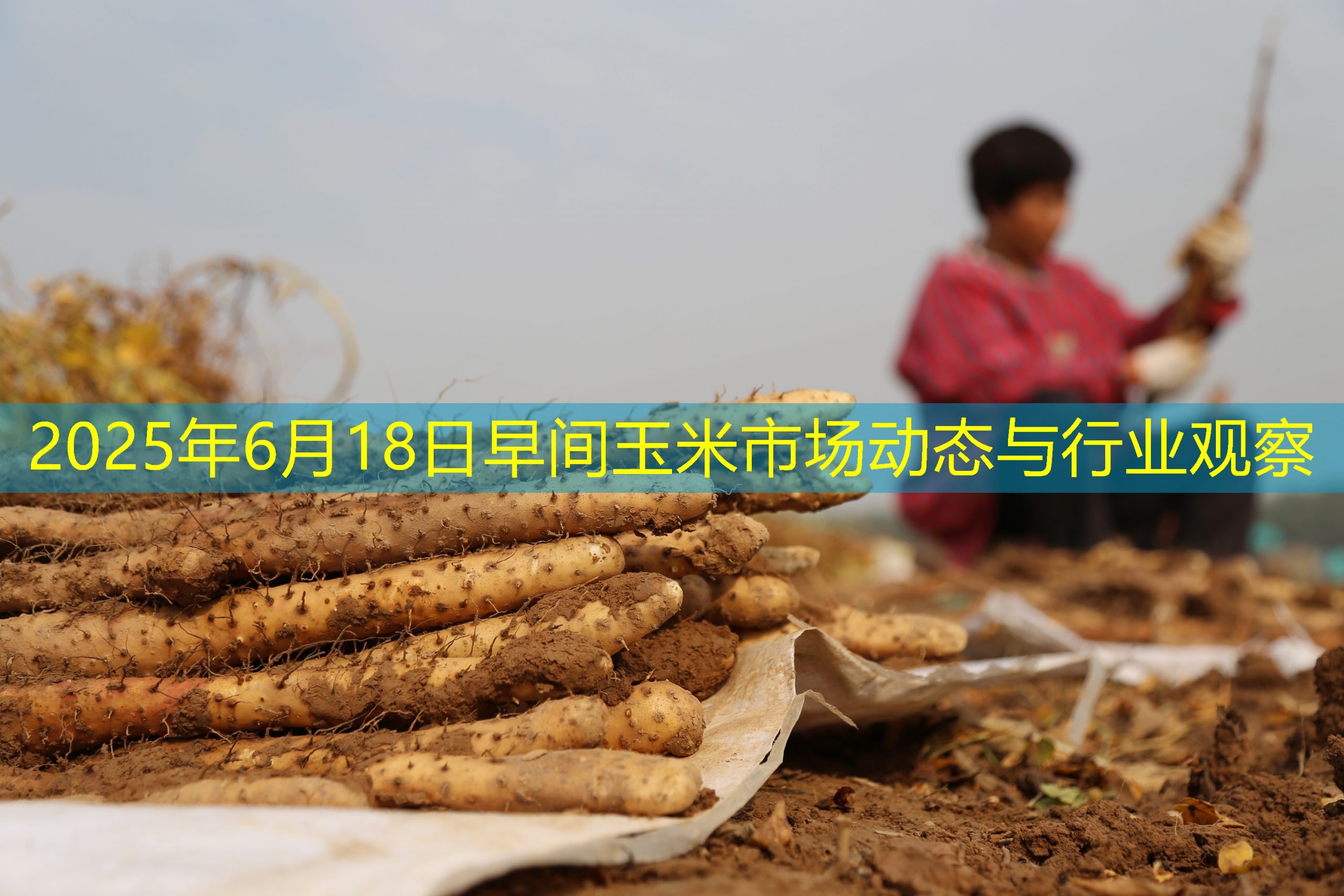 2025年6月18日早间玉米市场动态与行业观察