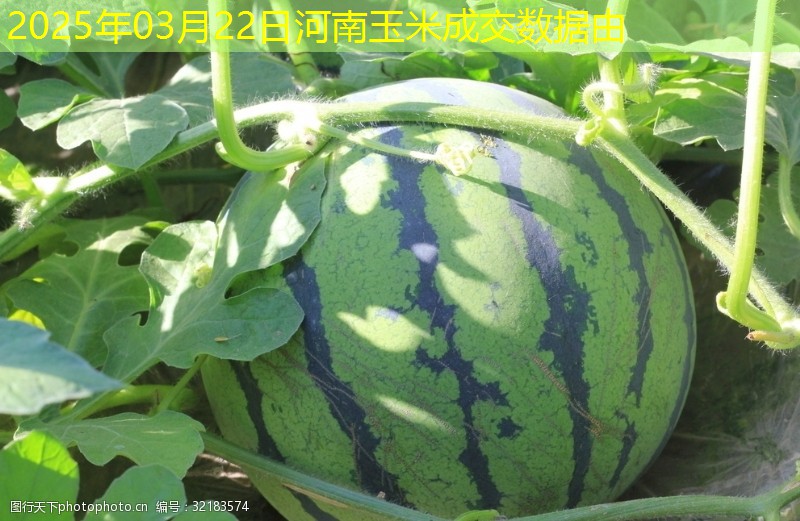 2025年03月22日河南玉米成交数据由