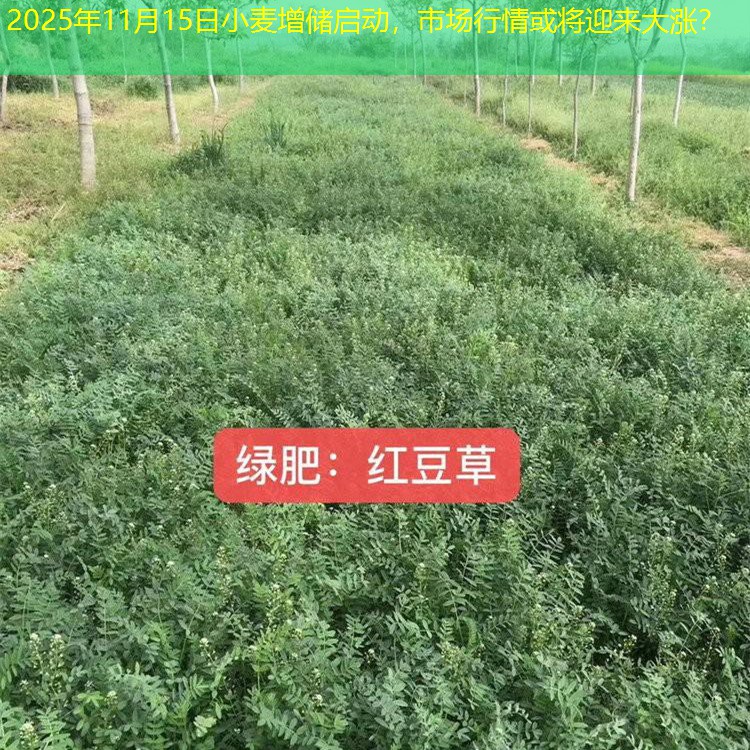 2025年11月15日小麦增储启动，市场行情或将迎来大涨？