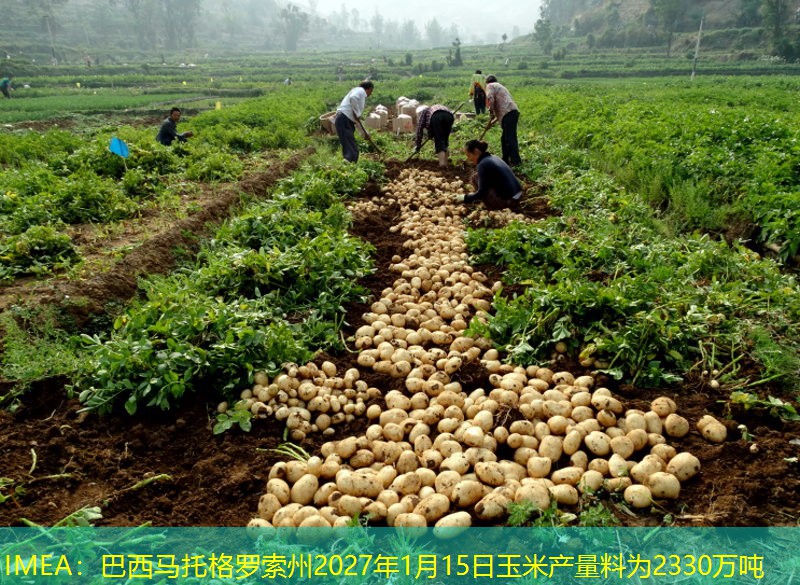 IMEA：巴西马托格罗索州2027年1月15日玉米产量料为2330万吨