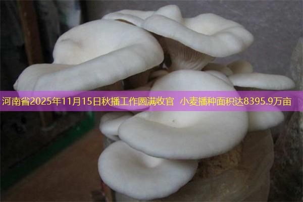 河南省2025年11月15日秋播工作圆满收官 小麦播种面积达8395.9万亩