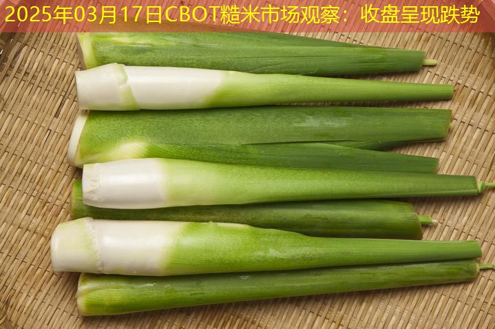 2025年03月17日CBOT糙米市场观察：收盘呈现跌势