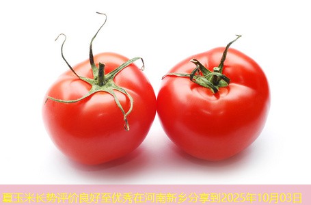 夏玉米长势评价良好至优秀在河南新乡分享到2025年10月03日