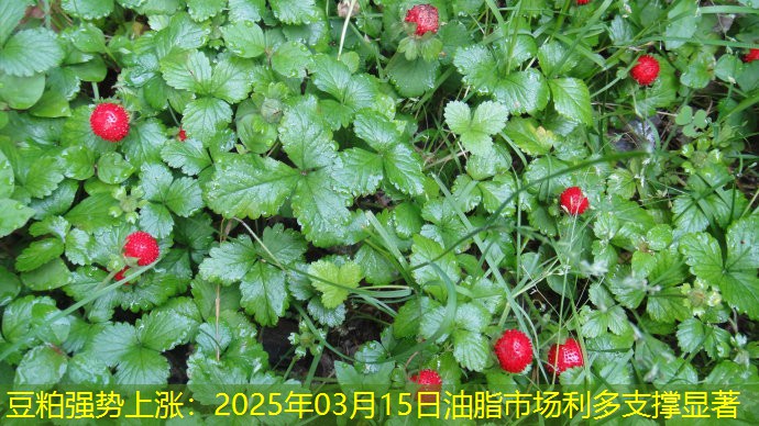 豆粕强势上涨：2025年03月15日油脂市场利多支撑显著