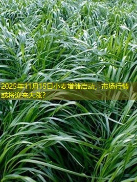 2025年11月15日小麦增储启动，市场行情或将迎来大涨？