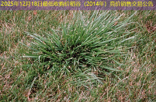 2025年12月18日最低收购价稻谷（2014年）竞价销售交易公告