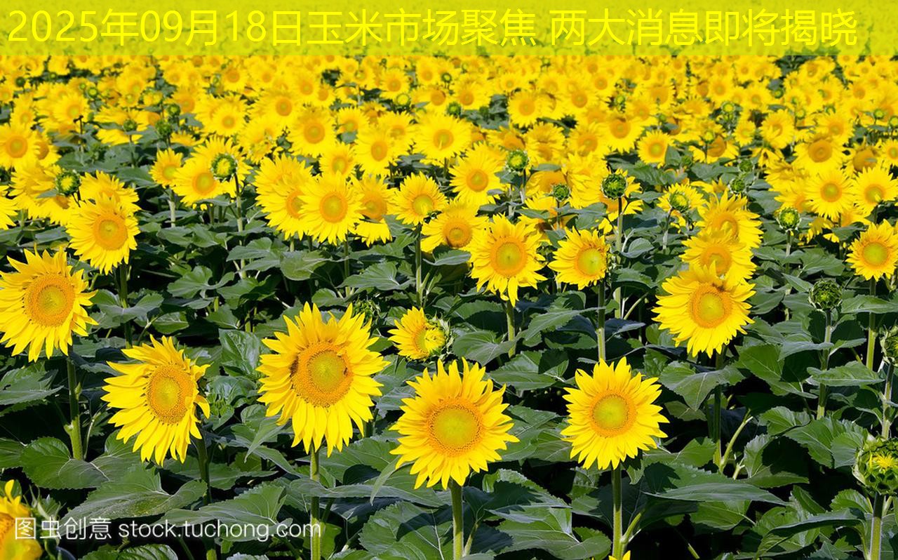 2025年09月18日玉米市场聚焦 两大消息即将揭晓
