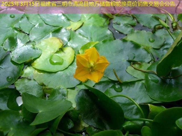 2025年3月15日福建省三明市清流县地方储备粮轮换竞价销售交易会公告