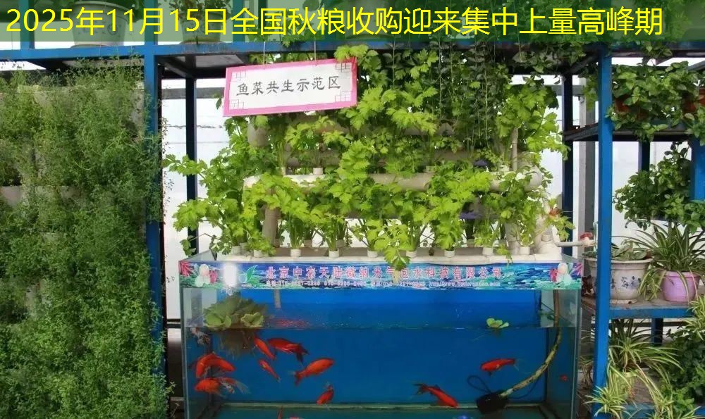 2025年11月15日全国秋粮收购迎来集中上量高峰期