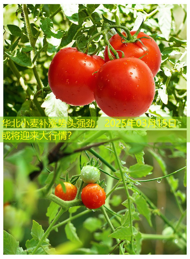 华北小麦补涨势头强劲，2025年03月15日或将迎来大行情？